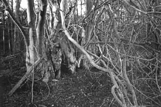 Beech stoll coppiced