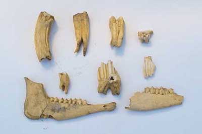 animal teeth