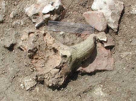 Part of animal skull with horn attached