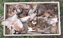 trench 7 extension finds