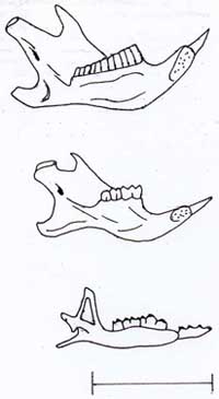 small mammal mandibles drawing