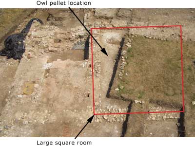 Owl pellet location